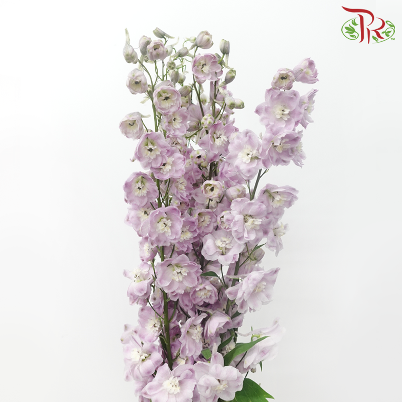 Delphinium Giant (100-120cm) - Lilac (5 Stems)-Lilac-Kenya-prflorist.com.my