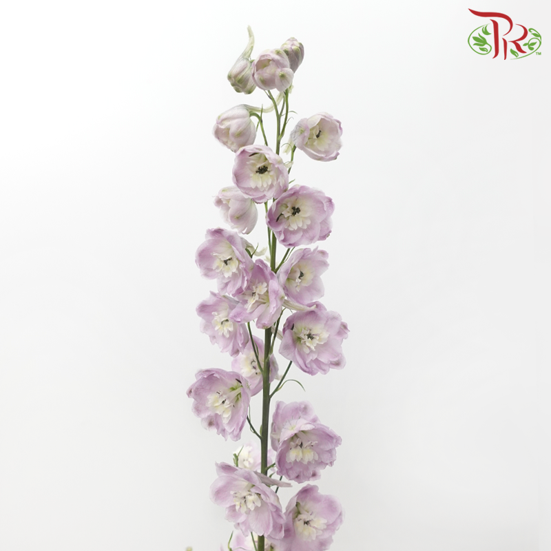 Delphinium Giant (100-120cm) - Lilac (5 Stems)-Lilac-Kenya-prflorist.com.my