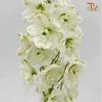 Delphinium Giant (100-120CM) - White (5 Stems)-White-Kenya-prflorist.com.my