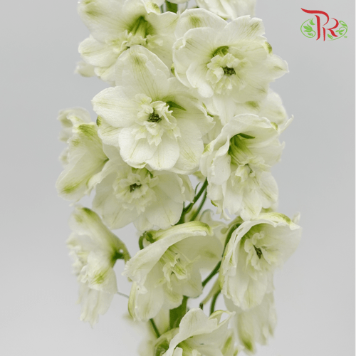 Delphinium Giant (100-120CM) - White (5 Stems)-White-Kenya-prflorist.com.my