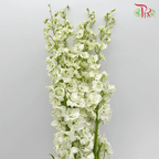 Delphinium Giant (100-120CM) - White (5 Stems)-White-Kenya-prflorist.com.my