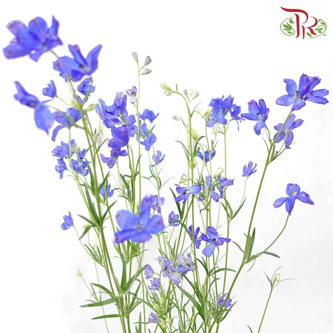Delphinium Grandiflorum - Blue (2 Stems)-Blue-Japan-prflorist.com.my