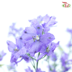 Delphinium Grandiflorum - Purple (2 Stems)-Purple-Japan-prflorist.com.my
