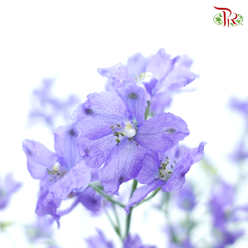 Delphinium Grandiflorum - Purple (2 Stems)-Purple-Japan-prflorist.com.my