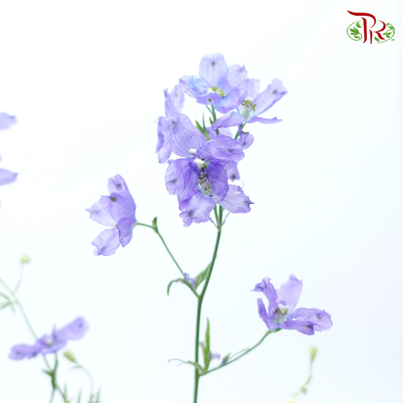 Delphinium Grandiflorum - Purple (2 Stems)-Purple-Japan-prflorist.com.my