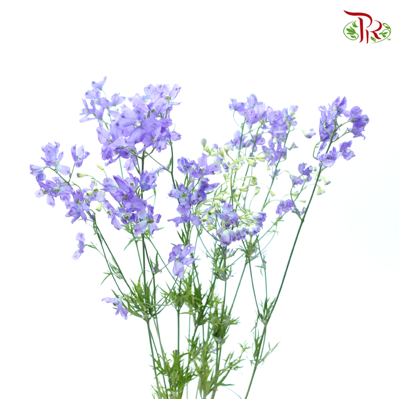 Delphinium Grandiflorum - Purple (2 Stems)-Purple-Japan-prflorist.com.my
