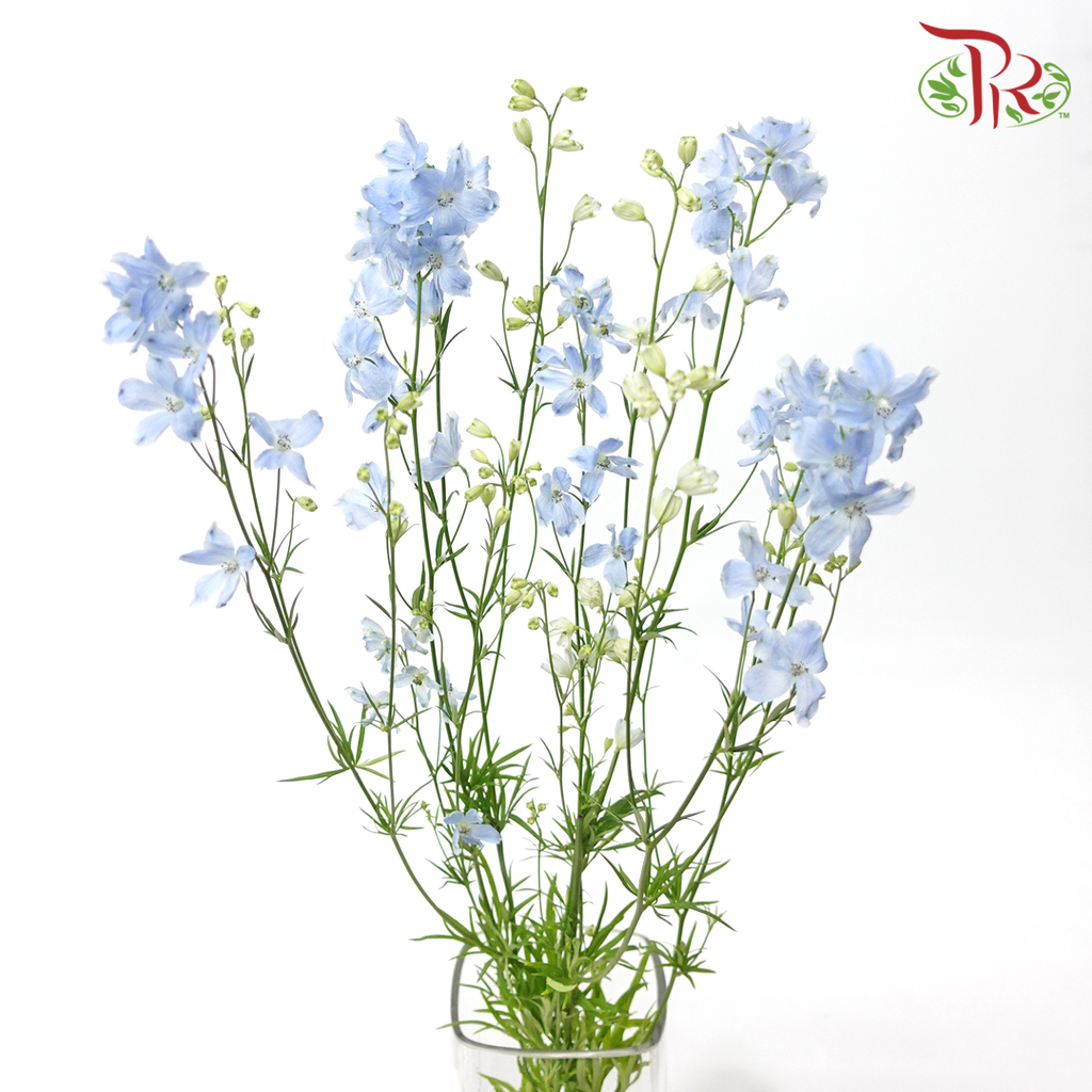 Delphinium Grandiflorum - Super Chiffon Blue (2 Stems)-Blue-Japan-prflorist.com.my