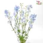 Delphinium Grandiflorum - Super Chiffon Blue (2 Stems)-Blue-Japan-prflorist.com.my