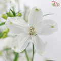 Delphinium Grandiflorum - White (2 Stems)-White-Japan-prflorist.com.my