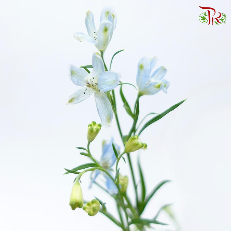 Delphinium Mini - Baby Blue (Per Bunch)-Light Blue-China-prflorist.com.my