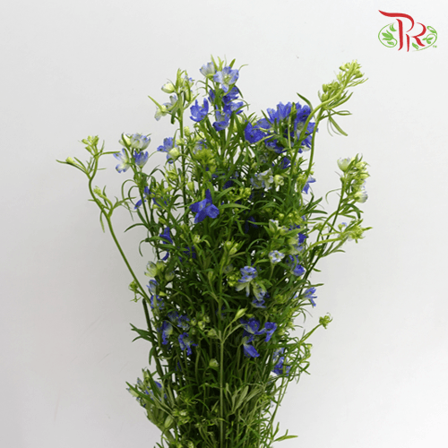 Delphinium Mini - Blue (Per Bunch)-Blue-China-prflorist.com.my