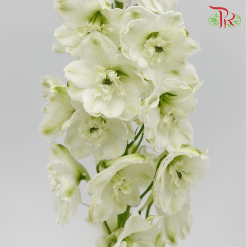 Delphinium - White ( 70cm -90cm)(5 Stems)-White-Kenya-prflorist.com.my