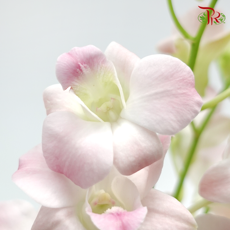 Dendrobium Orchid - Apricot Pink (10 Stems)-Pink-Thailand-prflorist.com.my