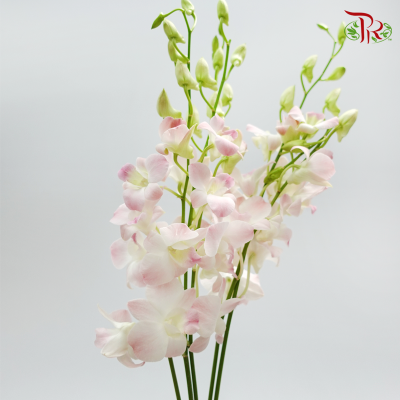 Dendrobium Orchid - Apricot Pink (10 Stems)-Pink-Thailand-prflorist.com.my