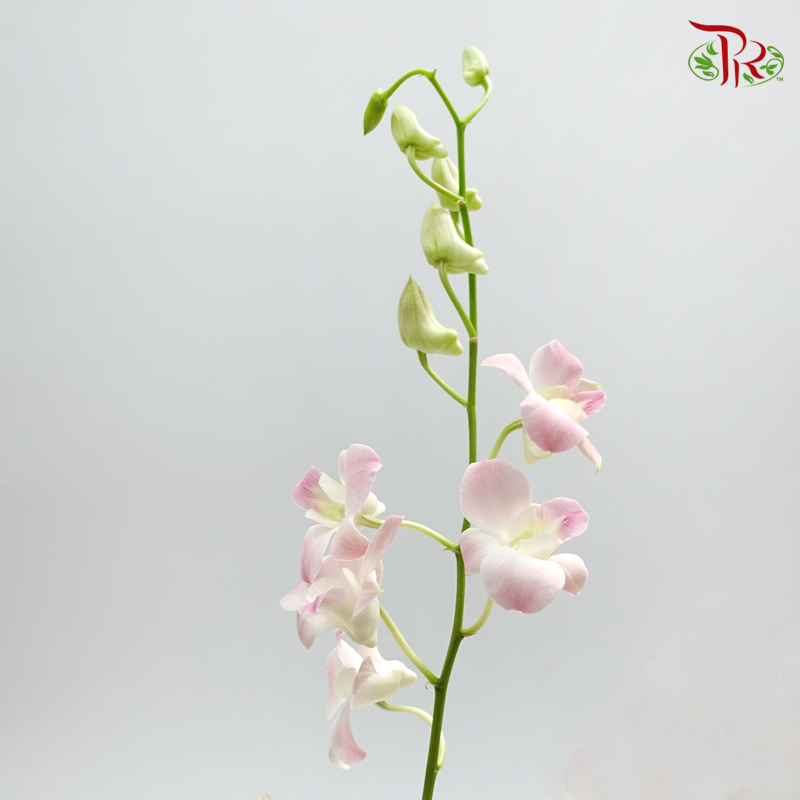 Dendrobium Orchid - Apricot Pink (10 Stems)-Pink-Thailand-prflorist.com.my