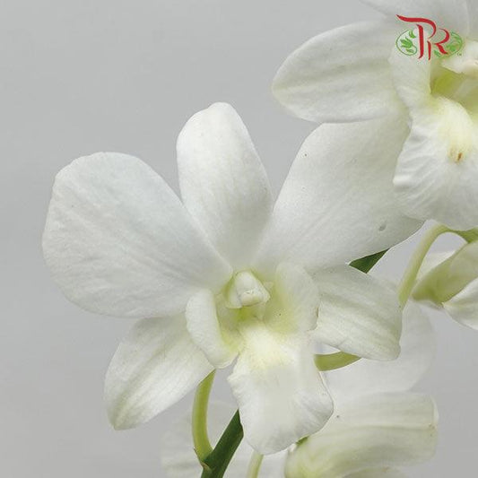 Dendrobium Orchid - White (10 Stems)-White-Thailand-prflorist.com.my