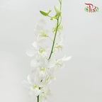 Dendrobium Orchid - White (10 Stems)-White-Thailand-prflorist.com.my