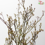 Deng Tai - Green / Red《灯台》-Green / Red-China-prflorist.com.my