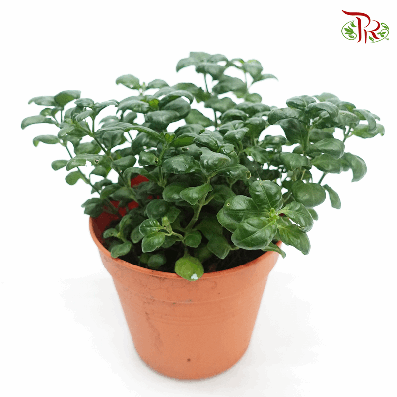 Dipteracanthus Elastica《黑美人》