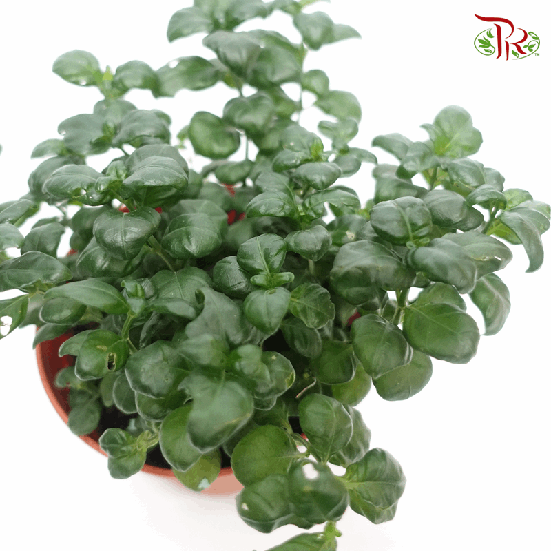 Dipteracanthus Elastica《黑美人》