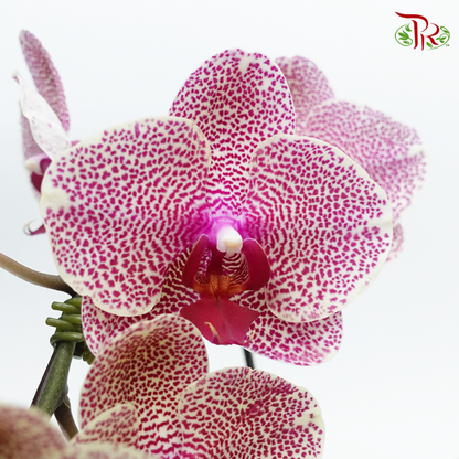 Phalaenopsis Orchid - Spot (0X1178)  *With No Vase - Pudu Ria Florist