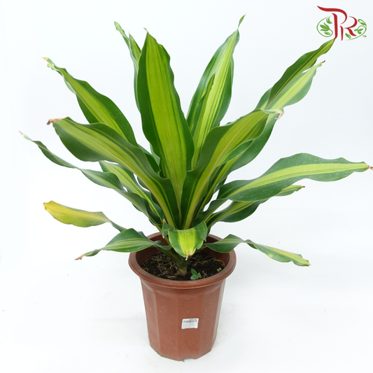 Dracaena Fragrans Single P250《铁树 巴西木》-Pudu Ria Florist-prflorist.com.my