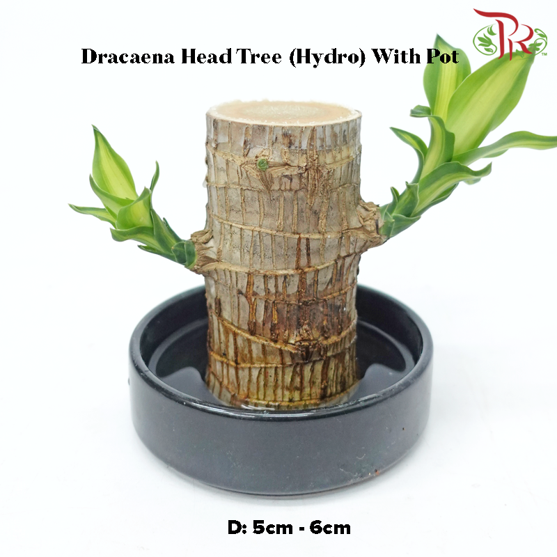 Dracaena Fragrans Tree Head (Hydro) With Pot《铁树/巴西木》(With Size Options) (Random Choose Pot Color)