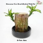 Dracaena Fragrans Tree Head (Hydro) With Pot《铁树/巴西木》(With Size Options) (Random Choose Pot Color)