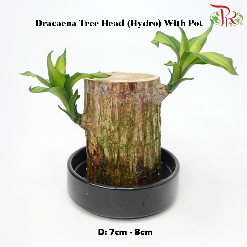 Dracaena Fragrans Tree Head (Hydro) With Pot《铁树/巴西木》(With Size Options) (Random Choose Pot Colour)