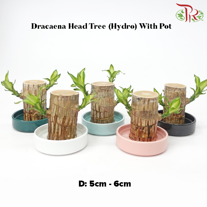 Dracaena Fragrans Tree Head (Hydro) With Pot《铁树/巴西木》(With Size Options) (Random Choose Pot Colour)