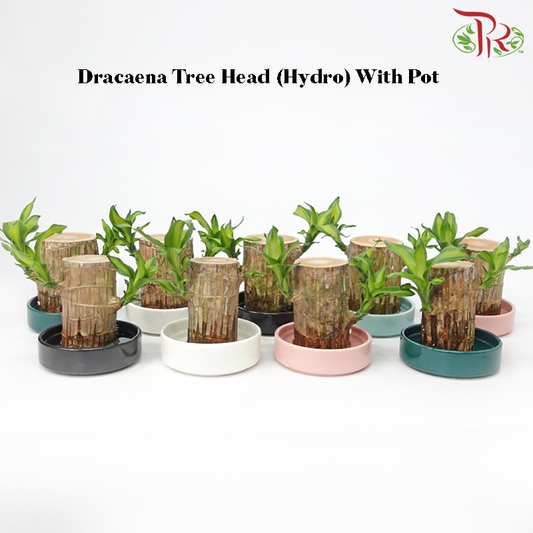 Dracaena Fragrans Tree Head (Hydro) With Pot《铁树/巴西木》(With Size Options) (Random Choose Pot Colour)-Pudu Ria Florist-prflorist.com.my