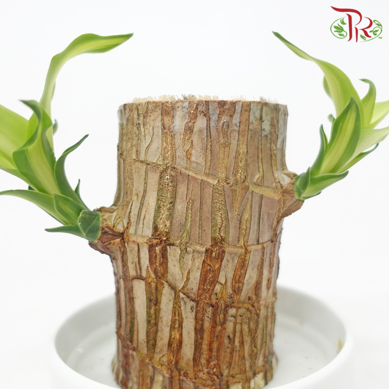 Dracaena Fragrans Tree Head (Hydro) With Pot《铁树/巴西木》(With Size Options) (Random Choose Pot Color)