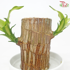 Dracaena Fragrans Tree Head (Hydro) With Pot《铁树/巴西木》(With Size Options) (Random Choose Pot Color)