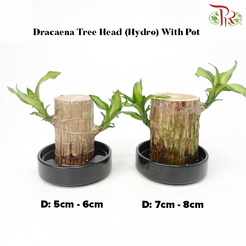 Dracaena Fragrans Tree Head (Hydro) With Pot《铁树/巴西木》(With Size Options) (Random Choose Pot Colour)