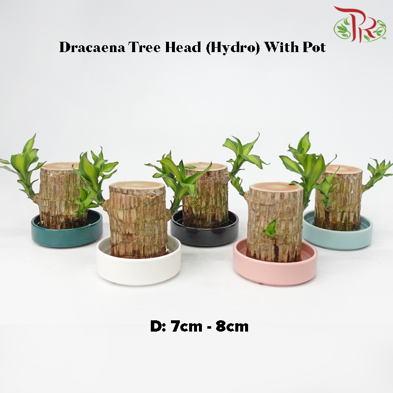 Dracaena Fragrans Tree Head (Hydro) With Pot《铁树/巴西木》(With Size Options) (Random Choose Pot Colour)