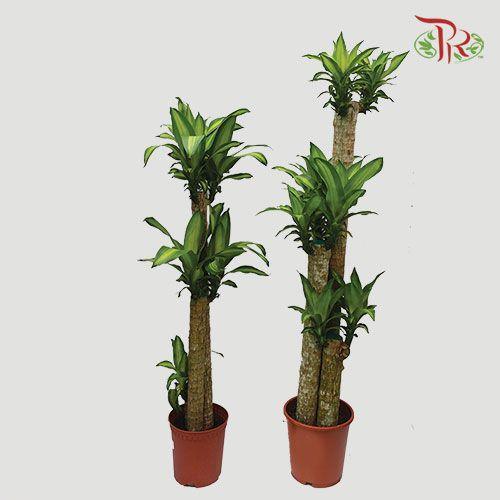 Dracaena/Iron Tree 《铁树/巴西木》- 3FT-Pudu Ria Florist-prflorist.com.my