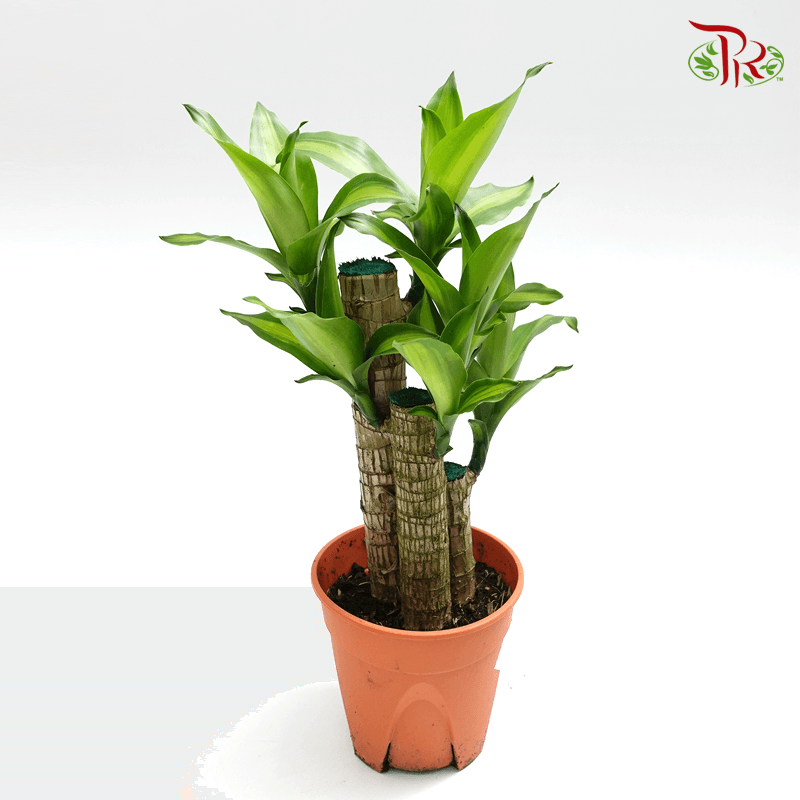 Dracaena/Iron Tree《铁树/巴西木》1FT / 4FT-1FT Height 14cm Pot Diameter-Pudu Ria Florist-prflorist.com.my