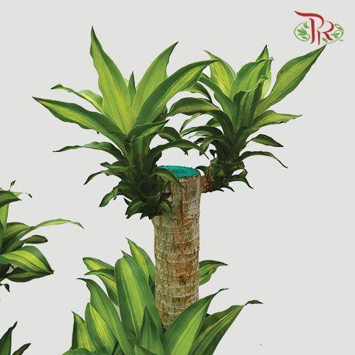 Dracaena/Iron Tree《铁树/巴西木》1FT / 4FT-Pudu Ria Florist-prflorist.com.my