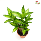 Dracaena/Iron Tree《铁树/巴西木》1FT / 4FT-Pudu Ria Florist-prflorist.com.my