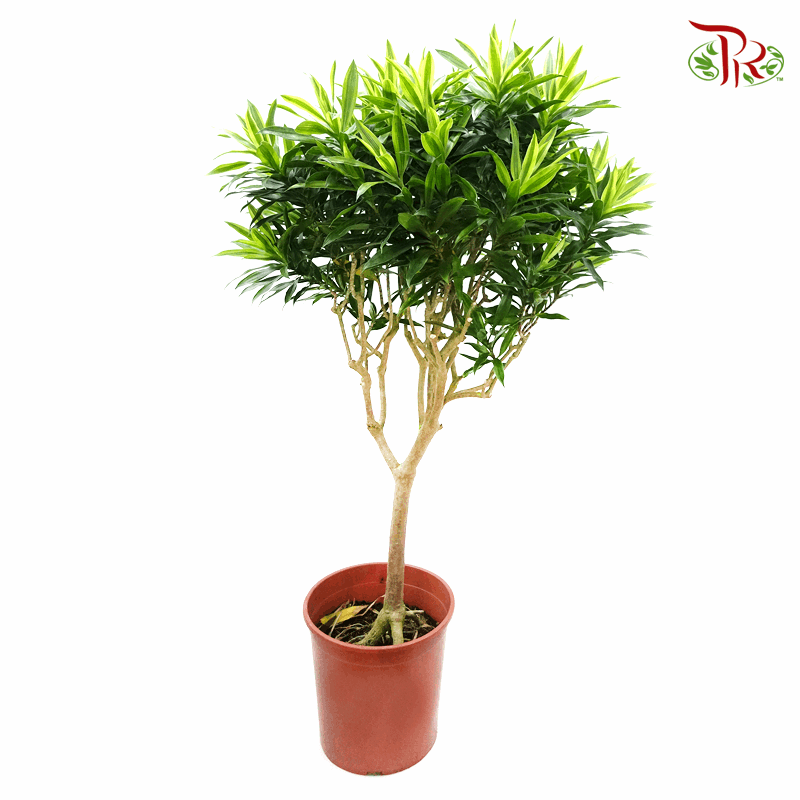 Dracaena Reflexa Song Of India《百合竹》-Pudu Ria Florist-prflorist.com.my