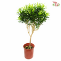 Dracaena Reflexa Song Of India《百合竹》-Pudu Ria Florist-prflorist.com.my