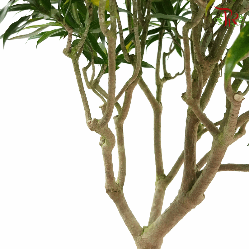 Dracaena Reflexa Song Of India《百合竹》-Pudu Ria Florist-prflorist.com.my