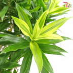 Dracaena Reflexa Song Of India《百合竹》-Pudu Ria Florist-prflorist.com.my