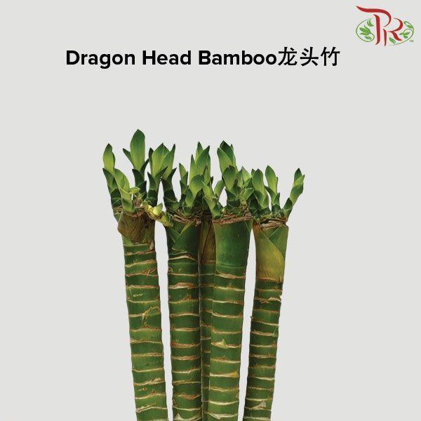 Dragon Head Bamboo 龍頭竹 (5 Stems) (40cm/50cm/60cm/70cm)-Pudu Ria Florist-prflorist.com.my