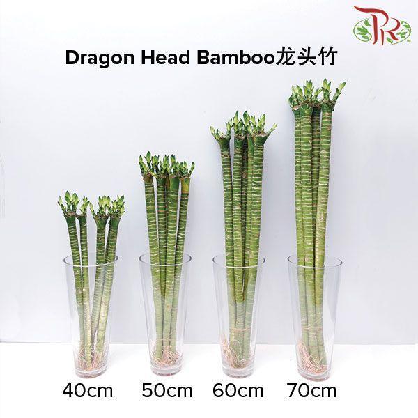 Dragon Head Bamboo 龍頭竹 (5 Stems) (40cm/50cm/60cm/70cm)-Pudu Ria Florist-prflorist.com.my