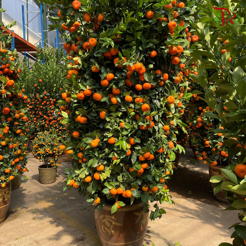 Orange Tree (Zhu Sha) 朱砂桔子树