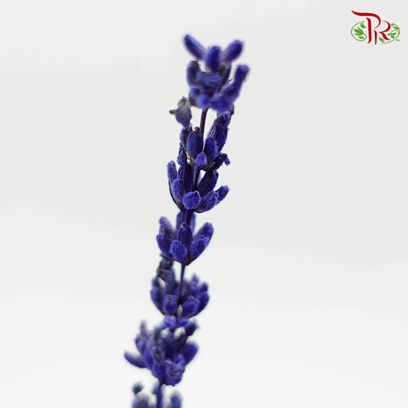 Dry Lavender (Per Bunch) - Pudu Ria Florist