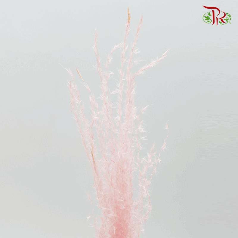 Dried Eulalia Bleached - Pink (Per Bunch)-Pink-China-prflorist.com.my