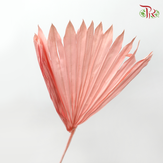 Dried Palm Dyed - Pink (5 Stems)-Pink-China-prflorist.com.my