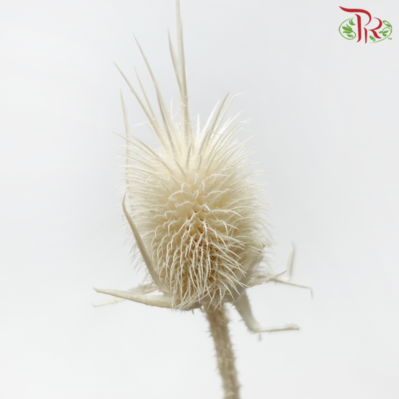 Dried Thistle - White-White-China-prflorist.com.my